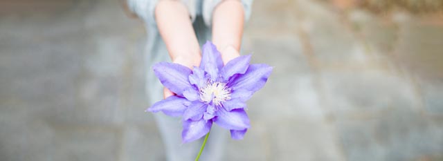 slider-paarse-bloem